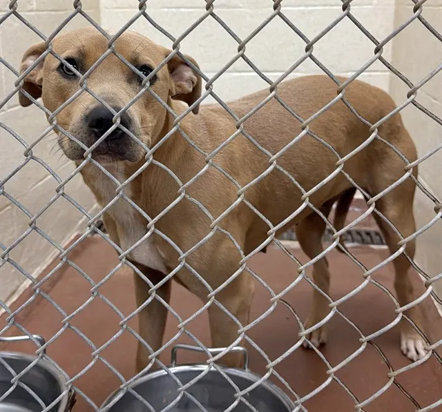 Adoptable Dog