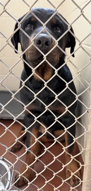 Adoptable Dog