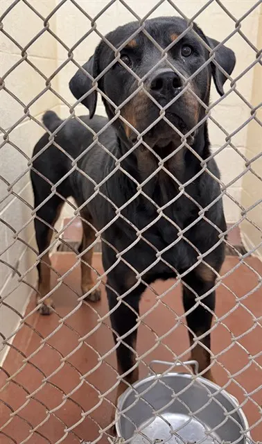 Adoptable Dog