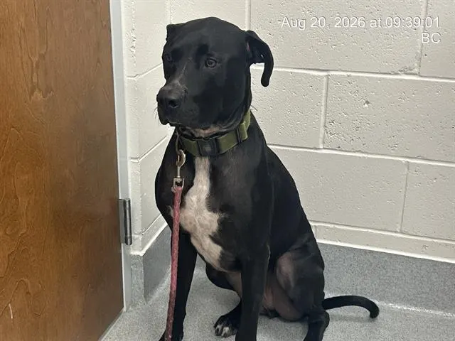 Adoptable Dog