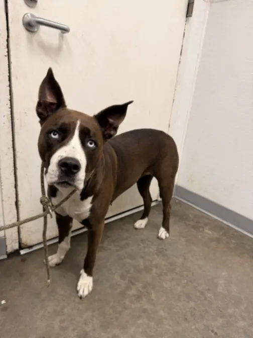 Nova