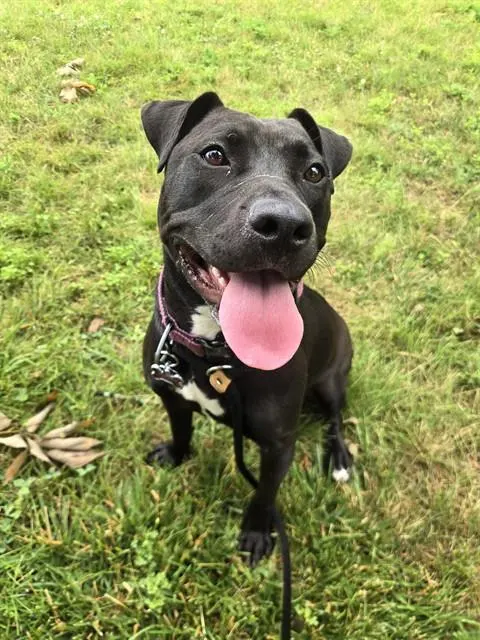 Pepper