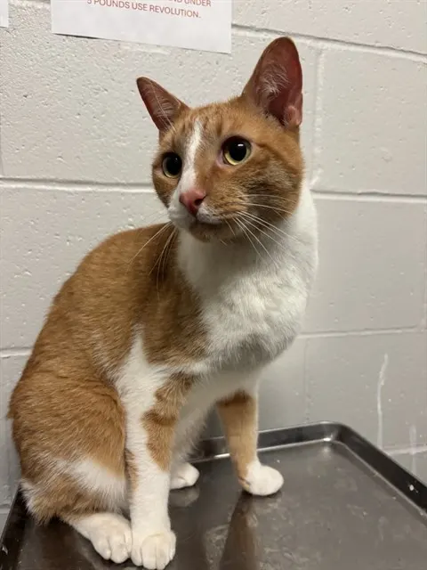 Nemo
