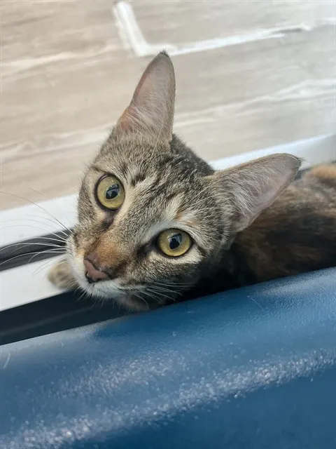 Copper