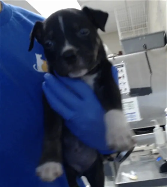 Adoptable Dog