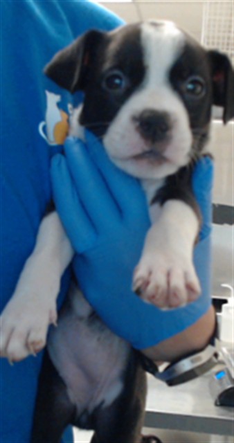 Adoptable Dog