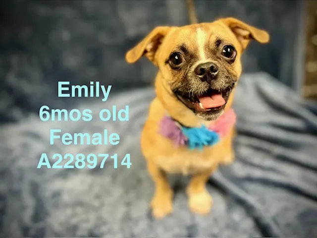 Emily