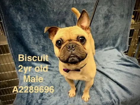 Biscuit