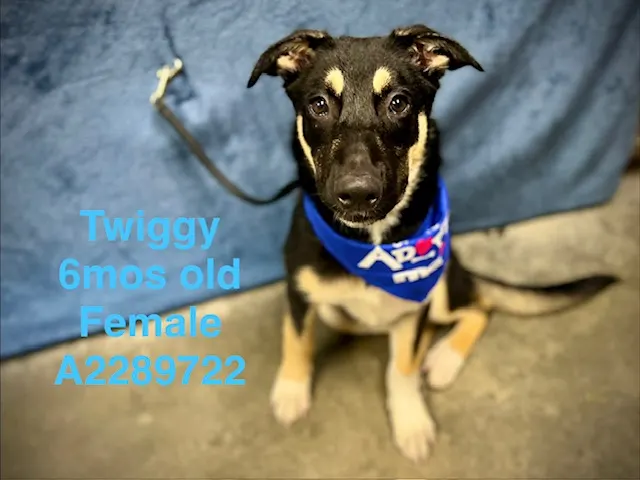 Twiigy