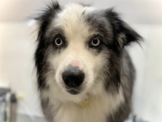Porter
