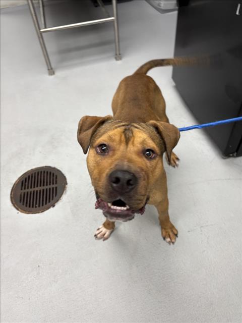 Adoptable Dog