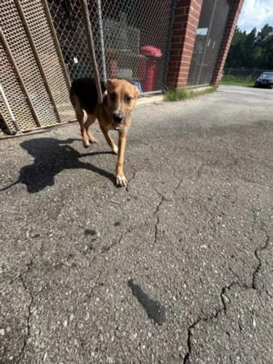 Adoptable Dog