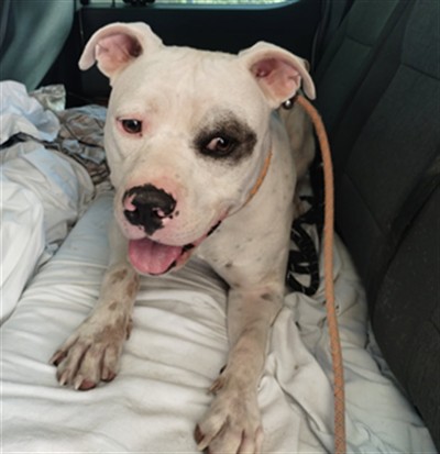 Adoptable Dog