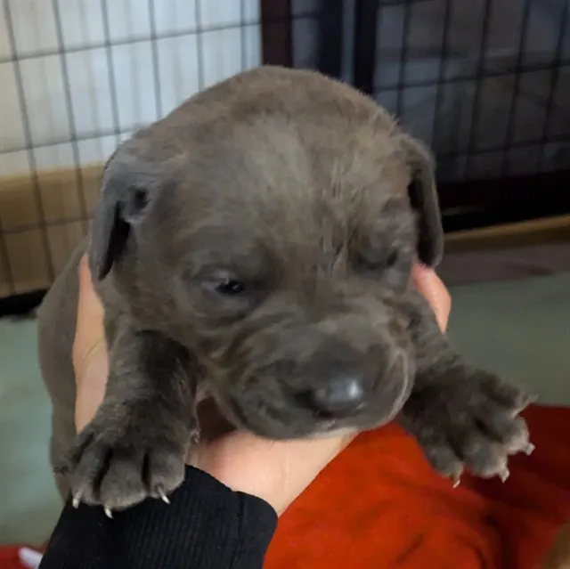 Blu