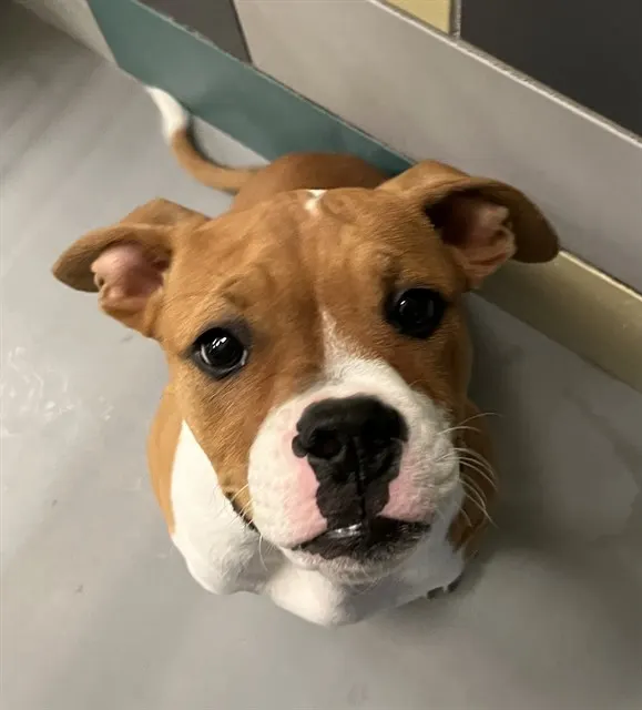 Roscoe