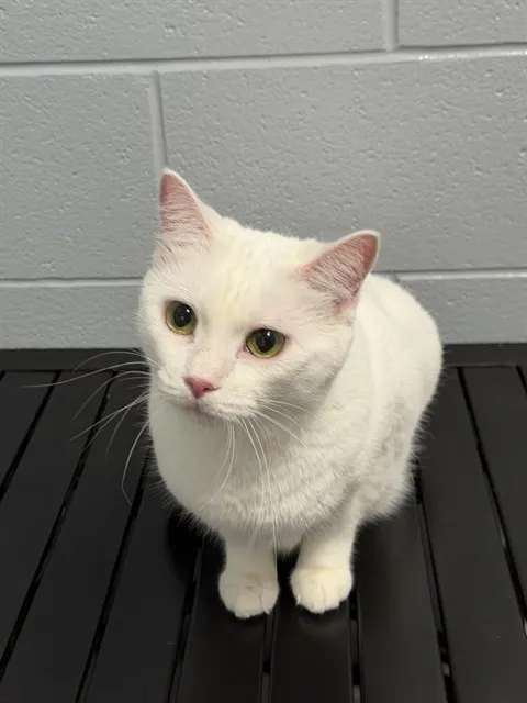 Mimi
