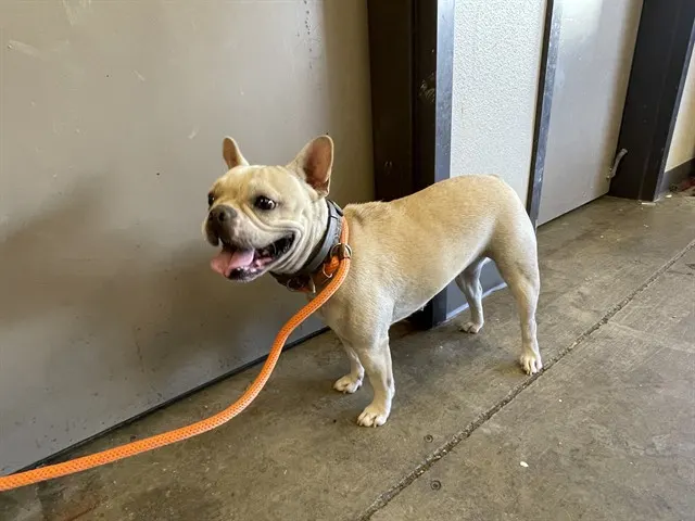 Mocha