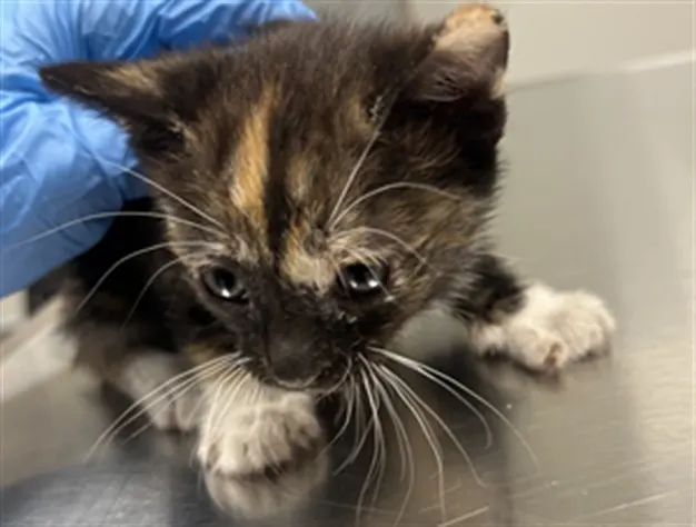 Cinnamon - Needs A Foster