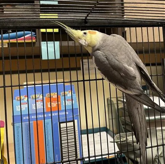 Lord Of The Wings
