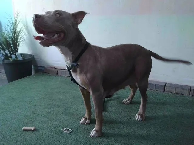 Adoptable Dog