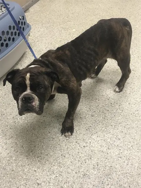 Adoptable Dog