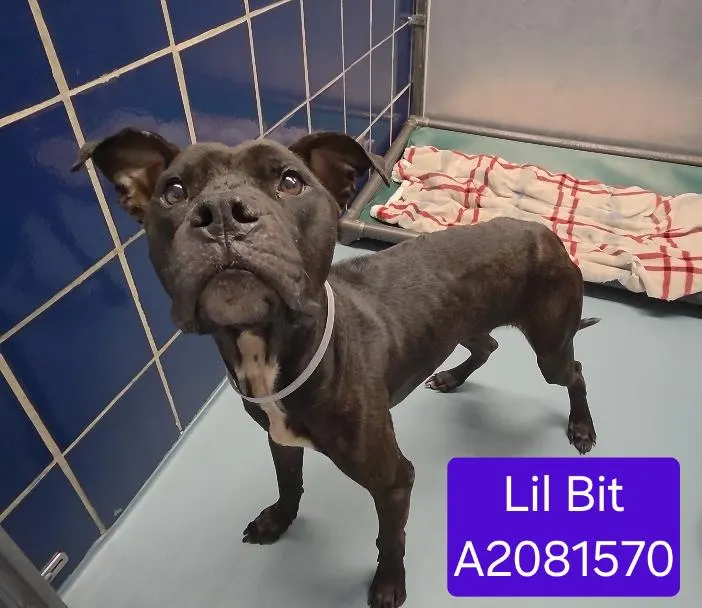 Lil Bit