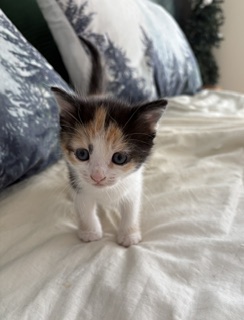Pippa