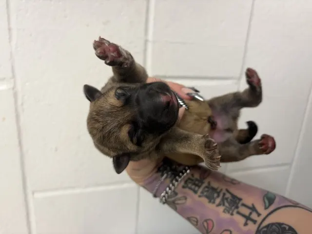 Adoptable Dog