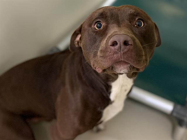 Adoptable Dog