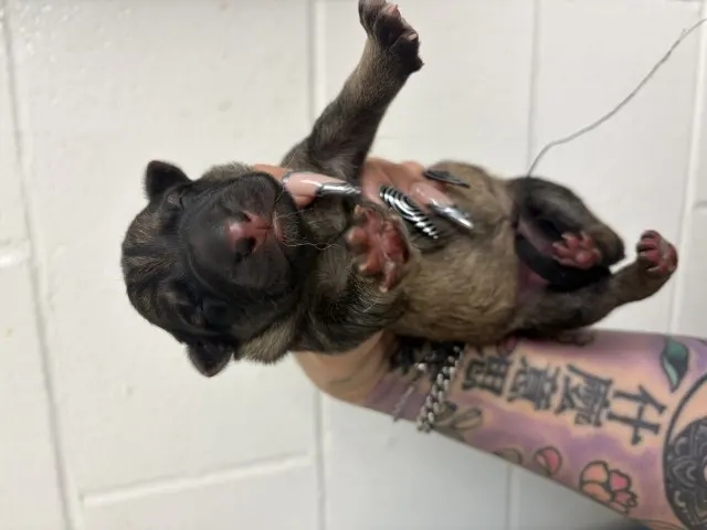 Adoptable Dog