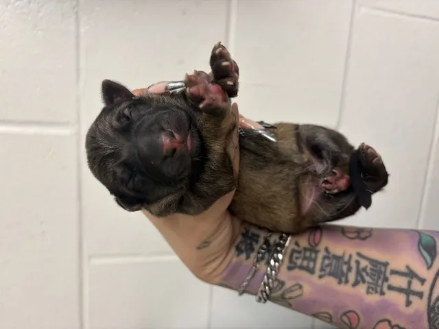 Adoptable Dog
