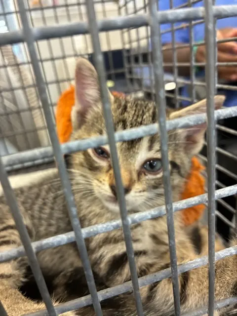 Adoptable Cat