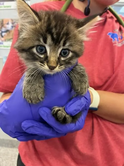 Adoptable Cat