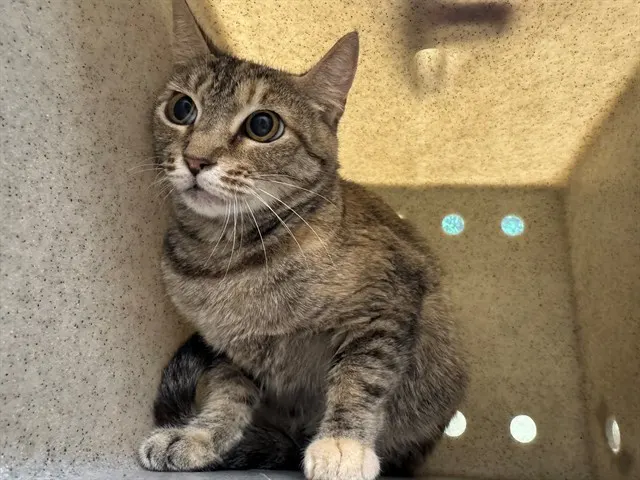Adoptable Cat