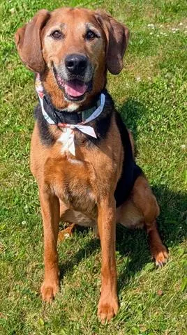 Elvis