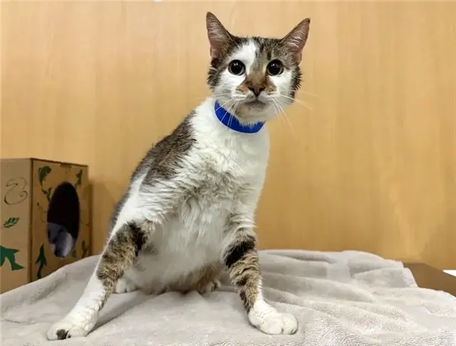 Kitty