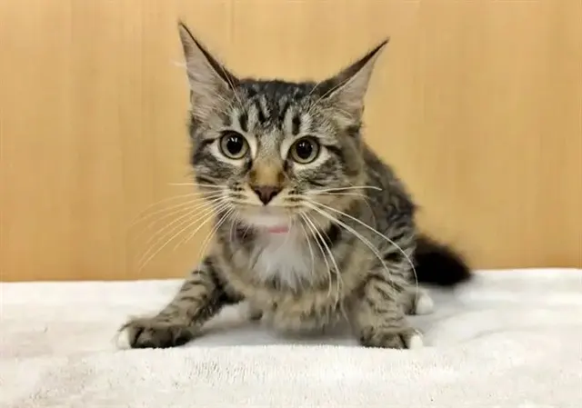 Cinnamon