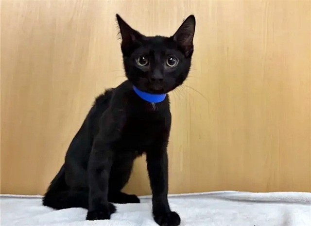 Merlin