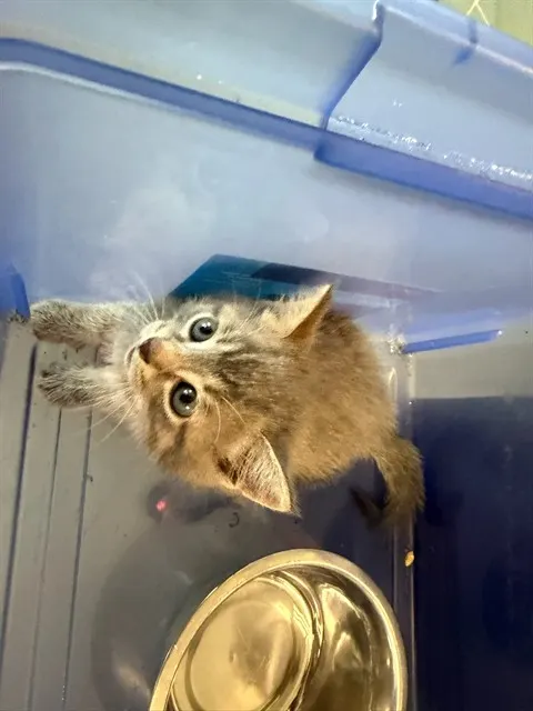 Adoptable Cat