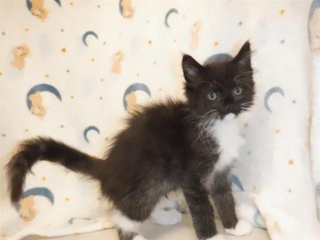 Muffin