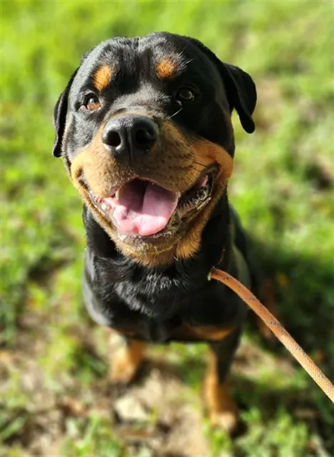 Koa