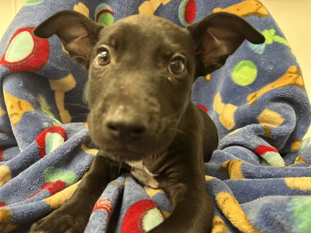 Shelter Staff Named Me *Perseus-4