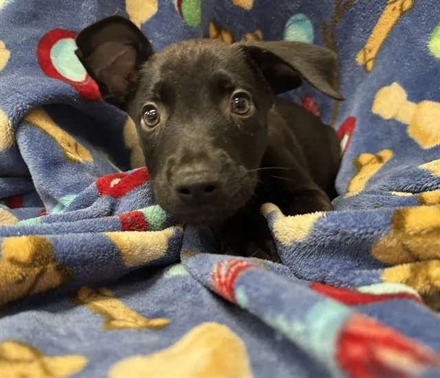 Shelter Staff Named Me *Hercules-5
