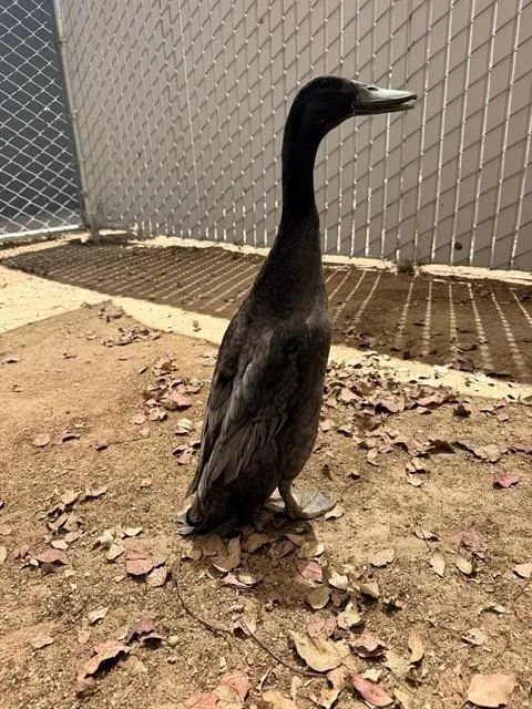 Peep