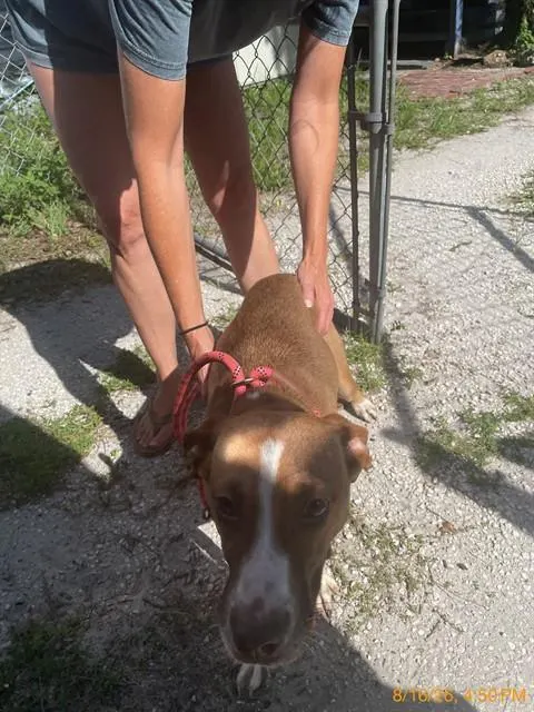Adoptable Dog