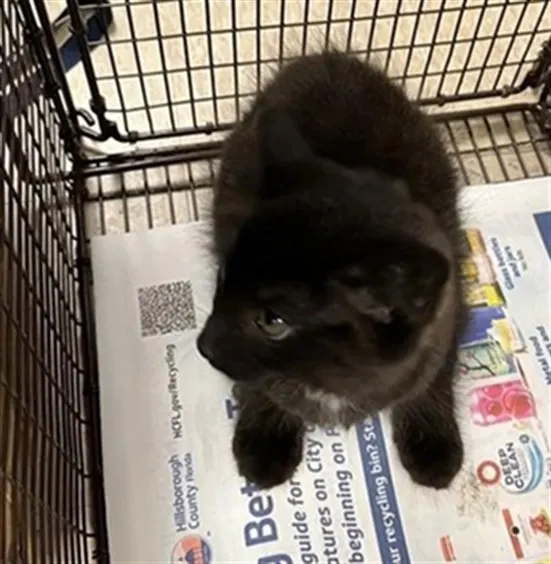 Adoptable Cat