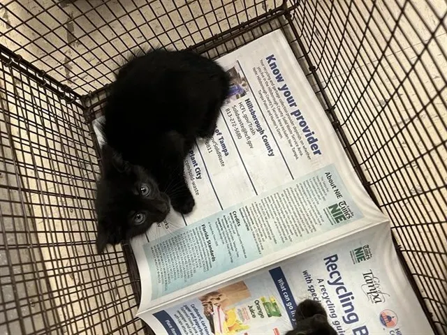 Adoptable Cat