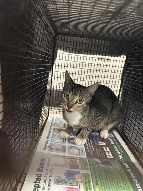 Adoptable Cat