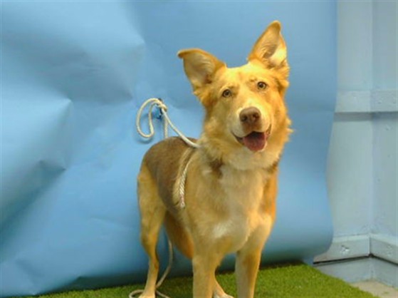 Adoptable Dog