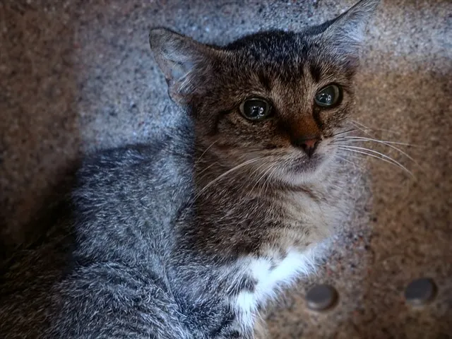 Adoptable Cat